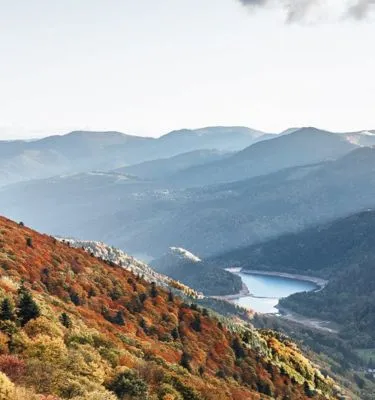 © Adobestock Chlorophylle Vosges et Alsace
