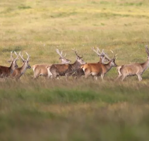 cerfs-highlands-ecosse