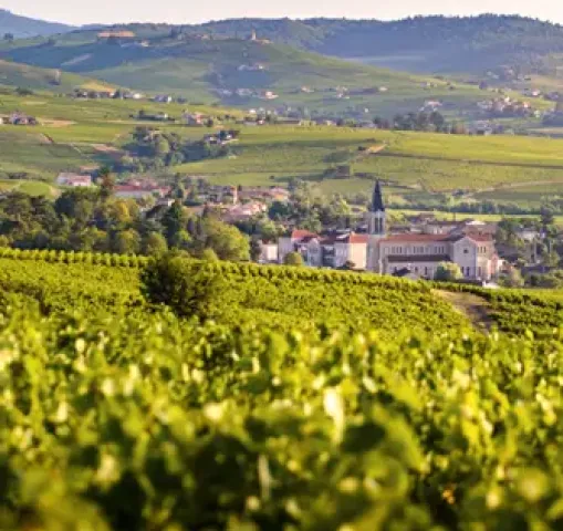 vignobles du beaujolais