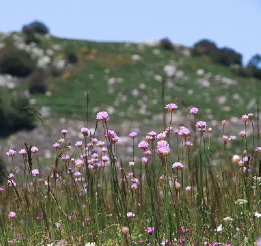 fleurs-cevennes-lozere